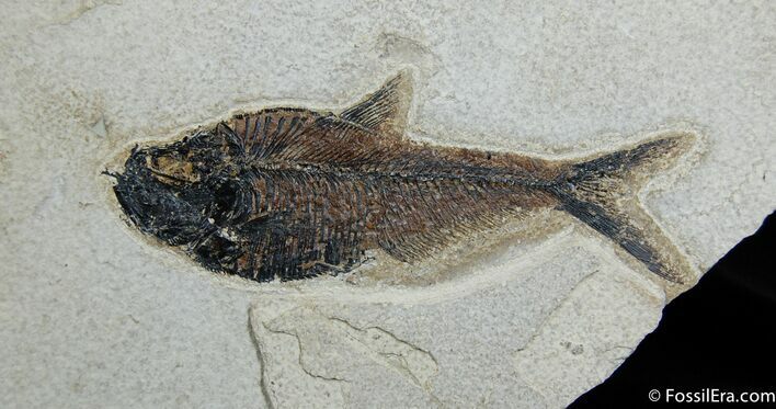 Inch Diplomystus Fish Fossil #271